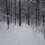 snow covered bare-branched trees and snowshoe prints in the snow